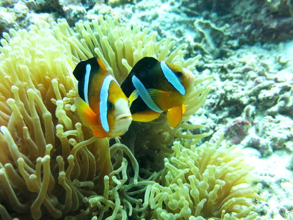 Puri Batu Inn Pemuteran Exteriér fotografie